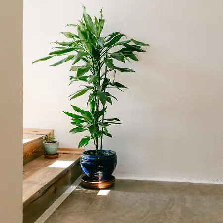 Petrichor Gjirokastër