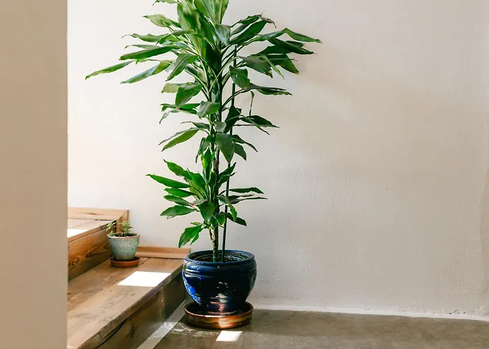 Petrichor Gjirokastër